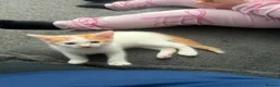 Mixed Breed cats for sale: Male Kitten  - Advert 1