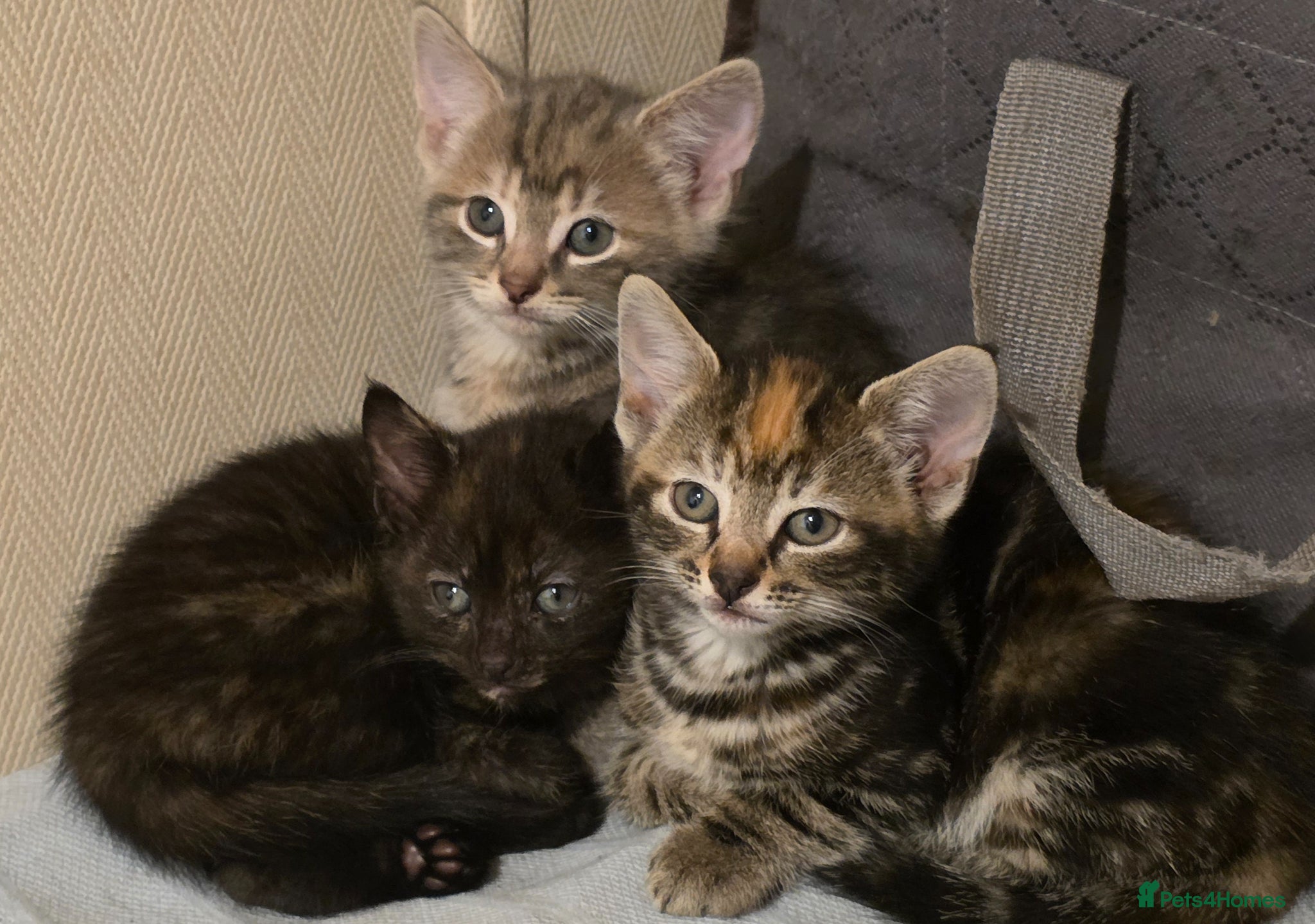 Mixed Breed cats Friendly, playful and sweet kittens  - Advert 3