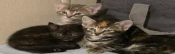 Mixed Breed cats for sale: Friendly, playful and sweet kittens  - Advert 1