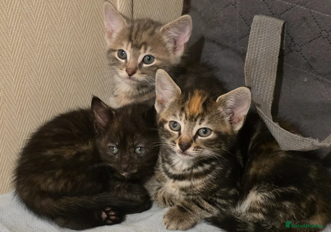 Mixed Breed cats for sale: Friendly, playful and sweet kittens  - Advert 1