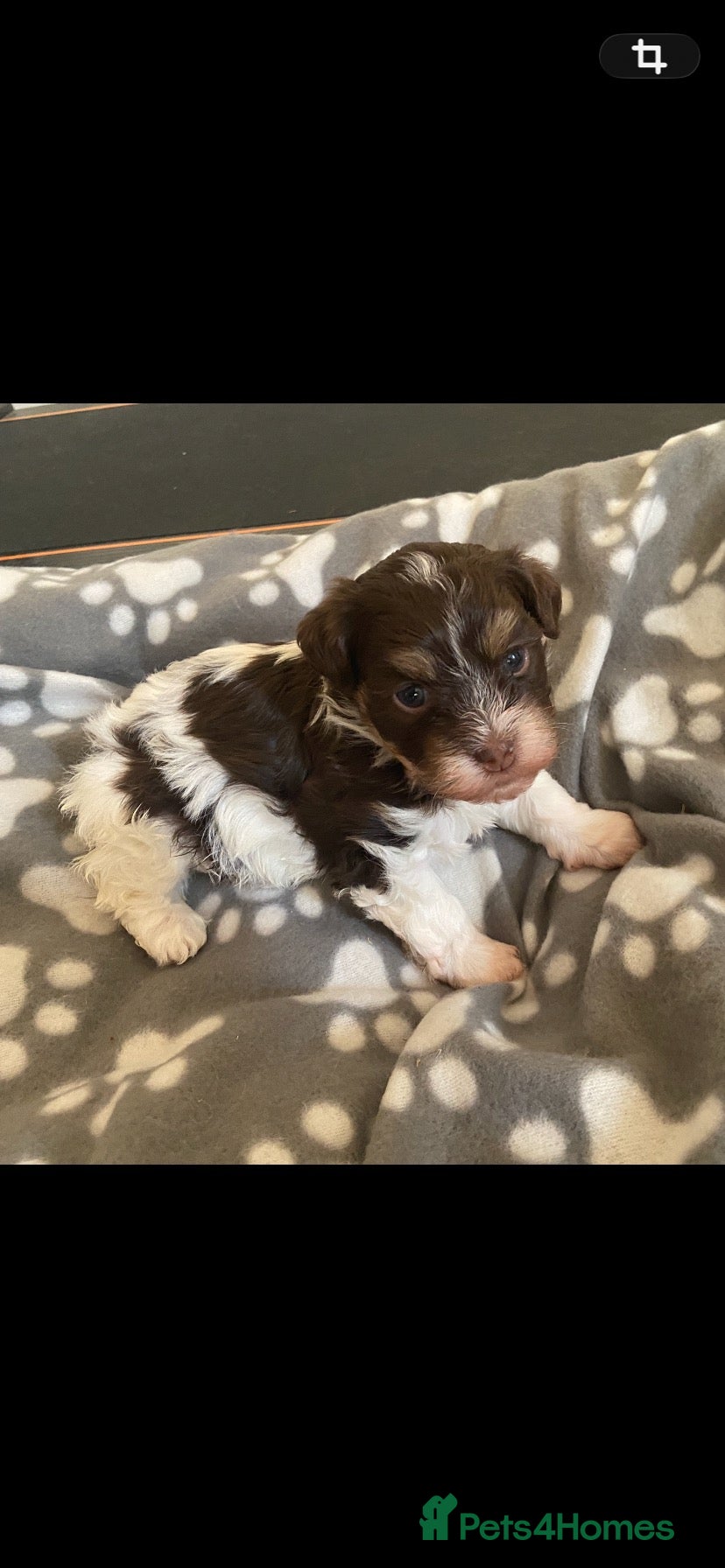 Havanese dogs 🩷BEAUTIFUL HAVENESE PUPPY’S🩵 - Advert 17