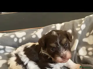 Havanese dogs 🩷BEAUTIFUL HAVENESE PUPPY’S🩵 - Advert 17