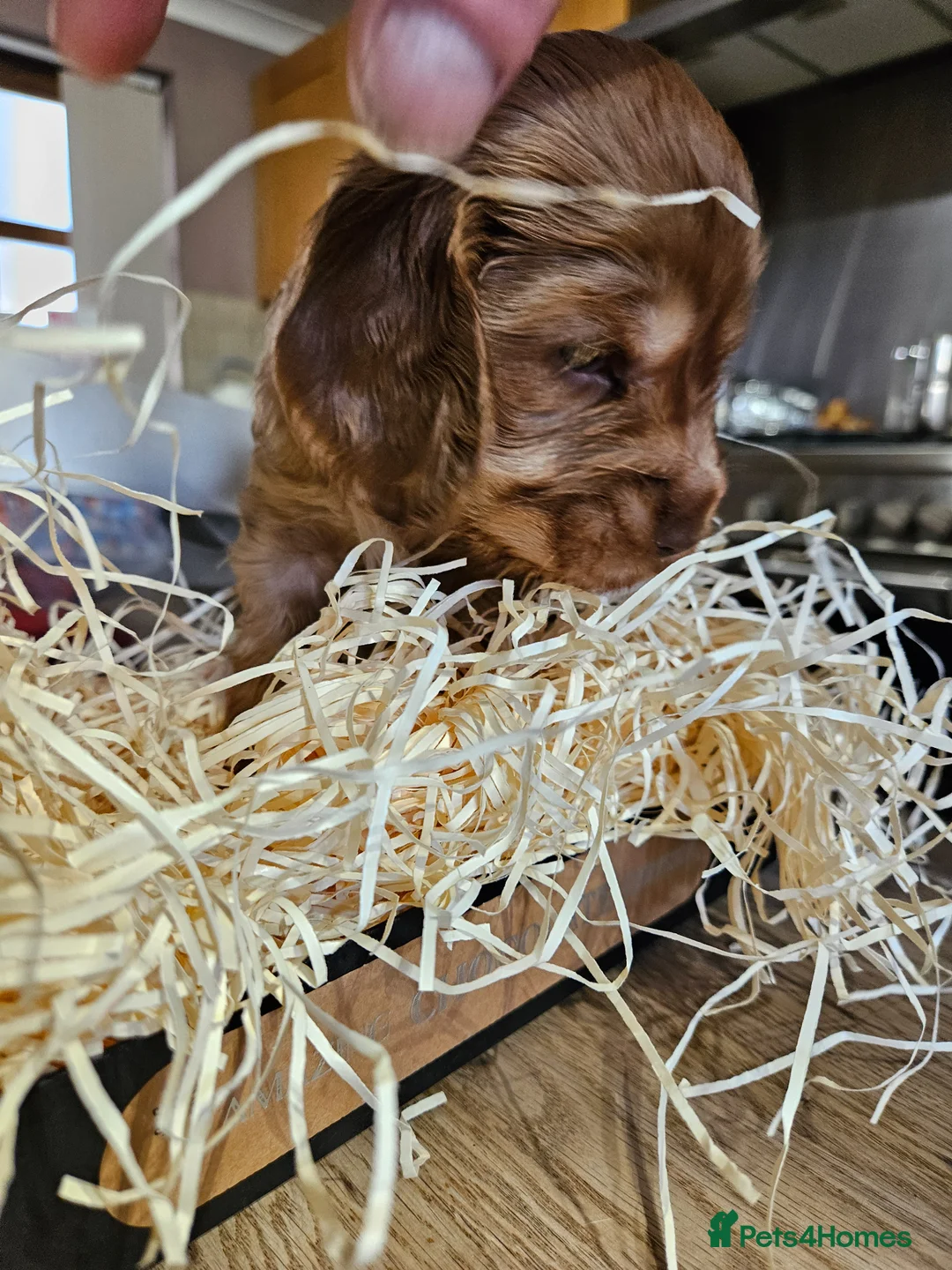 Cocker Spaniel dogs for sale: 3 Gorgeous KC registered Show Cocker Spaniels  - Advert 2