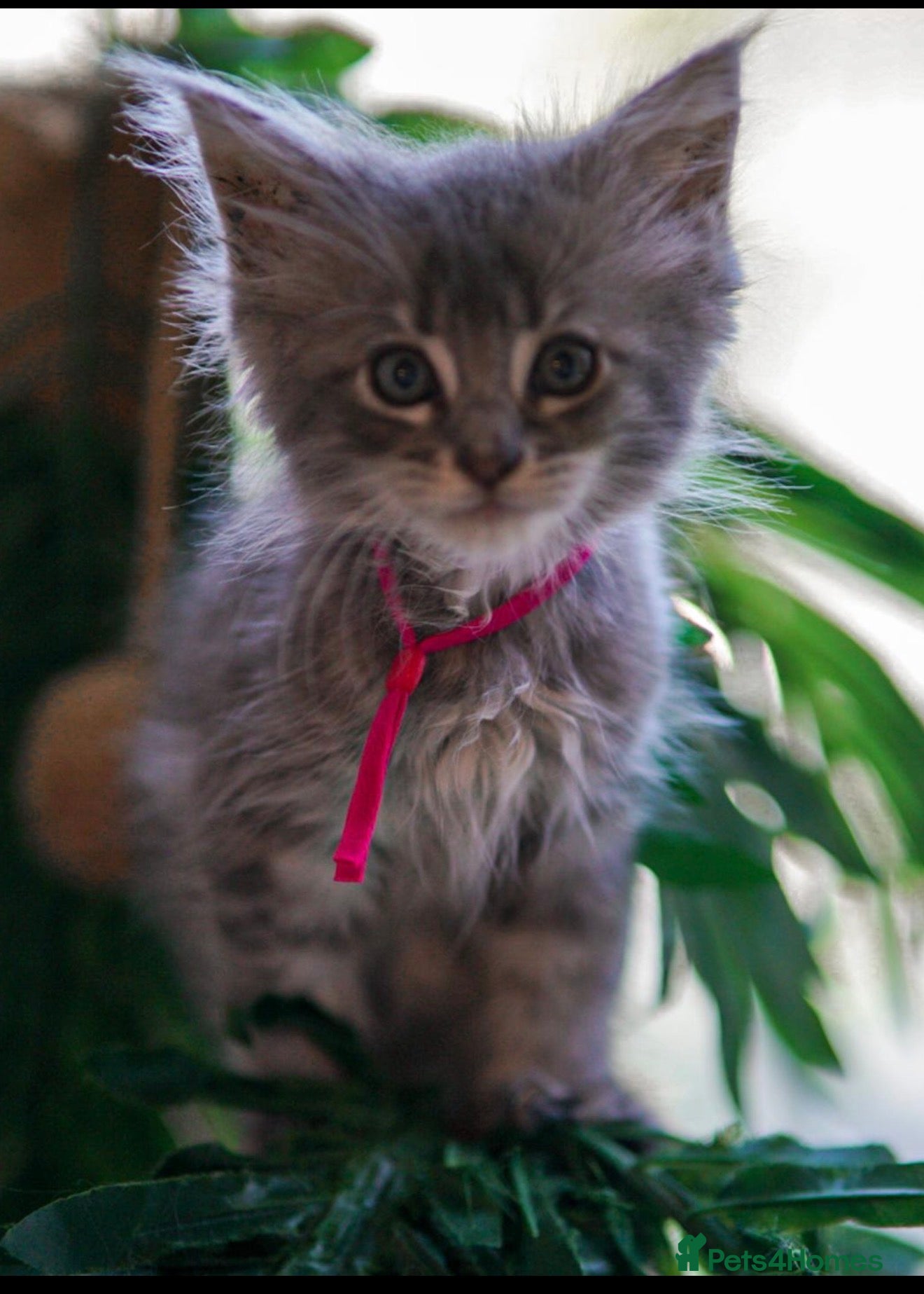 Maine Coon cats Gorgeous full breed Mainecoon kittens ready July  - Advert 6