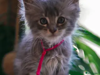 Maine Coon cats Gorgeous full breed Mainecoon kittens ready July - Advert 6