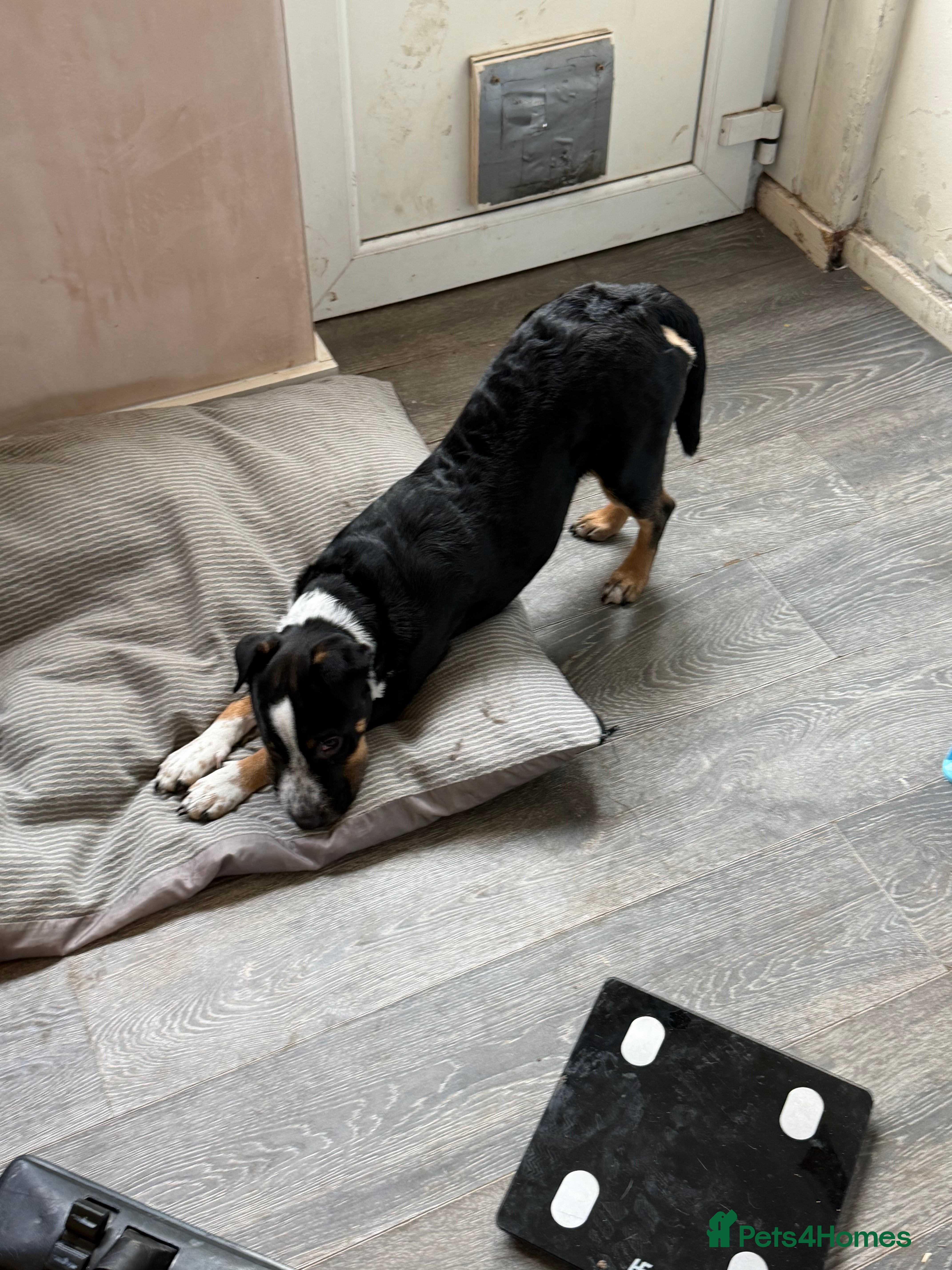 Mixed Breed dogs Female puppy  - Advert 6