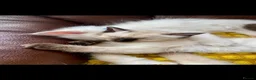 Ragdoll cats for sale: Beautiful ragdoll kittens  - Advert 9
