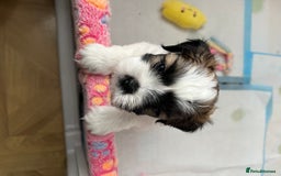 Lhasa Apso dogs for sale: Adorable babies  - Image 2