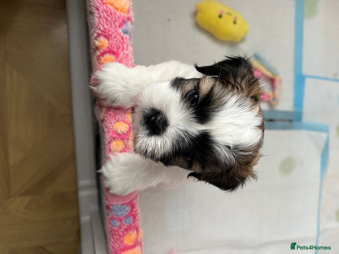 Lhasa Apso dogs for sale: Adorable babies  - Image 2