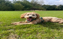 Cockapoo dogs for stud: Healthy Cockapoo Stud Available –Sheffield Travel - Image 12