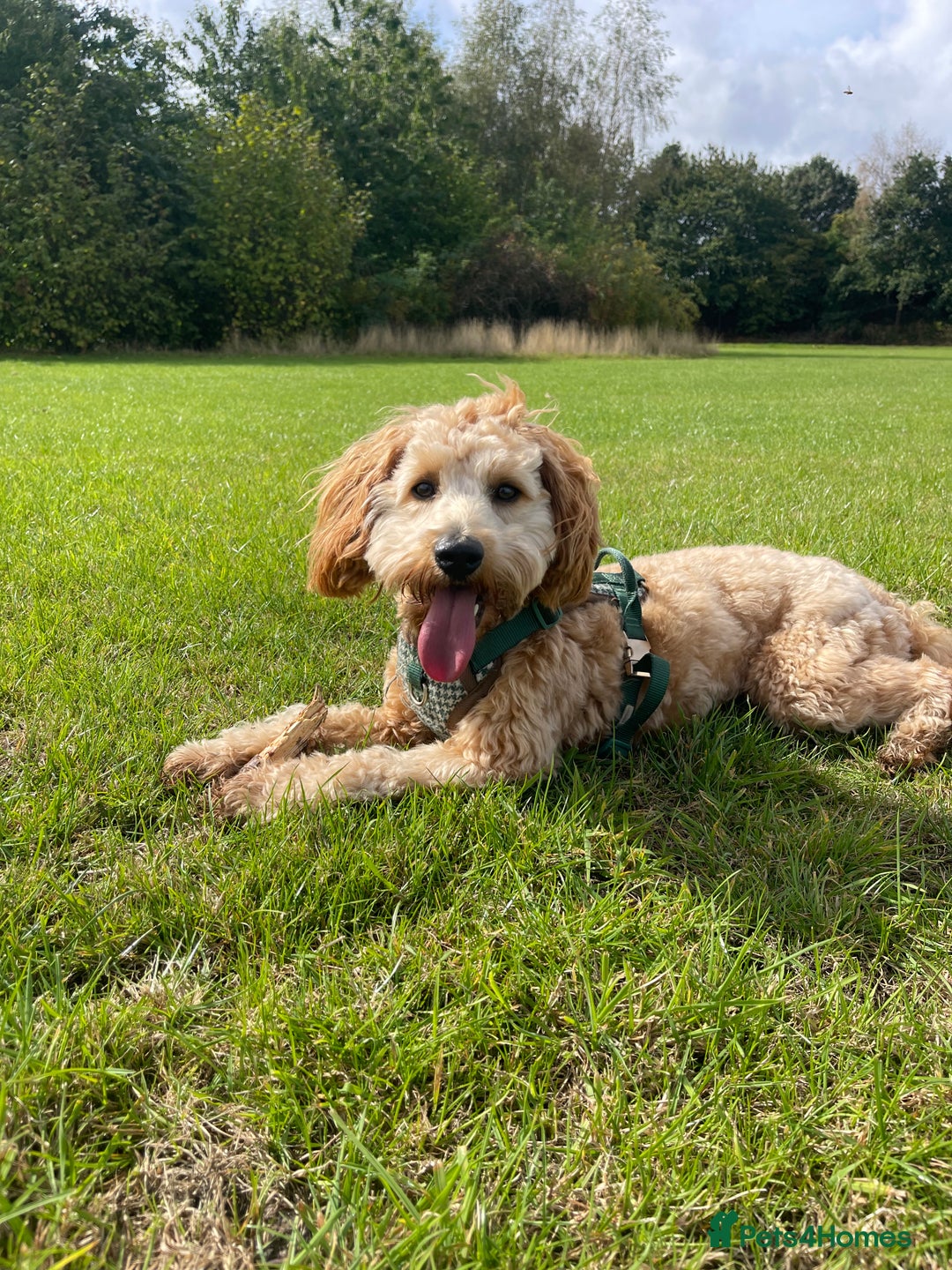 Cockapoo dogs for stud: Healthy Cockapoo Stud Available –Sheffield Travel - Image 12