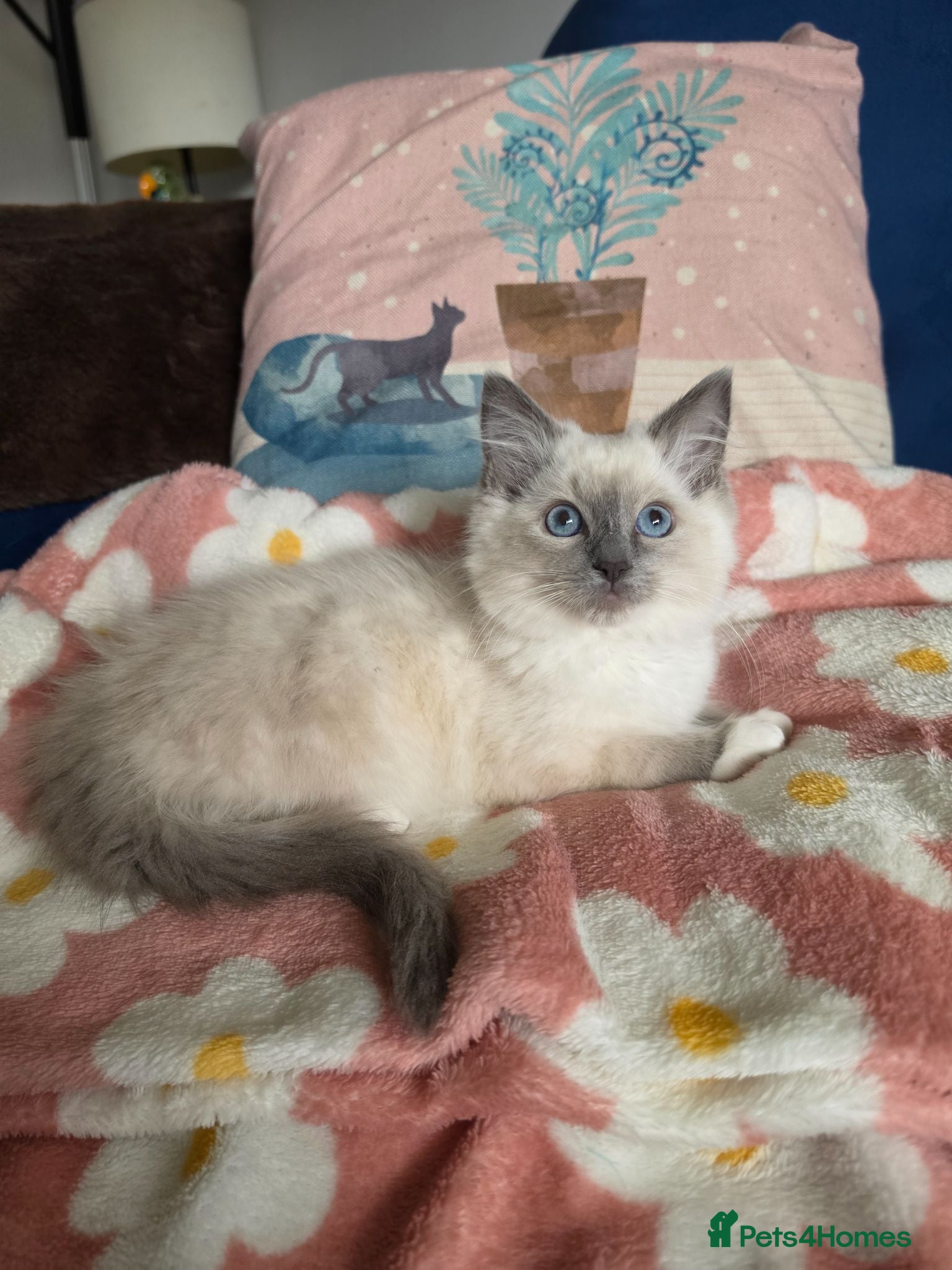 Ragdoll cats GCCF registered stunning girl available!  - Advert 1