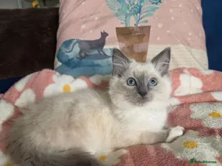Ragdoll cats GCCF registered stunning girl available! - Advert 1