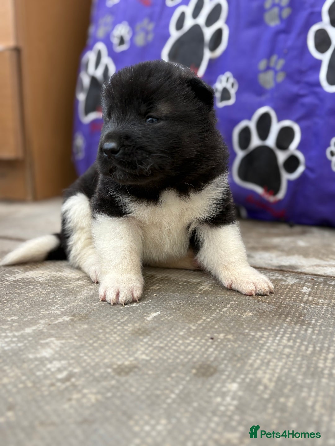 Akita dogs for sale: Beautiful KC Registered American Akita Puppies - Image 10