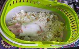 Hamster rodents for sale: Mixes Hamster Syrian in Thornton Heath - Image 10