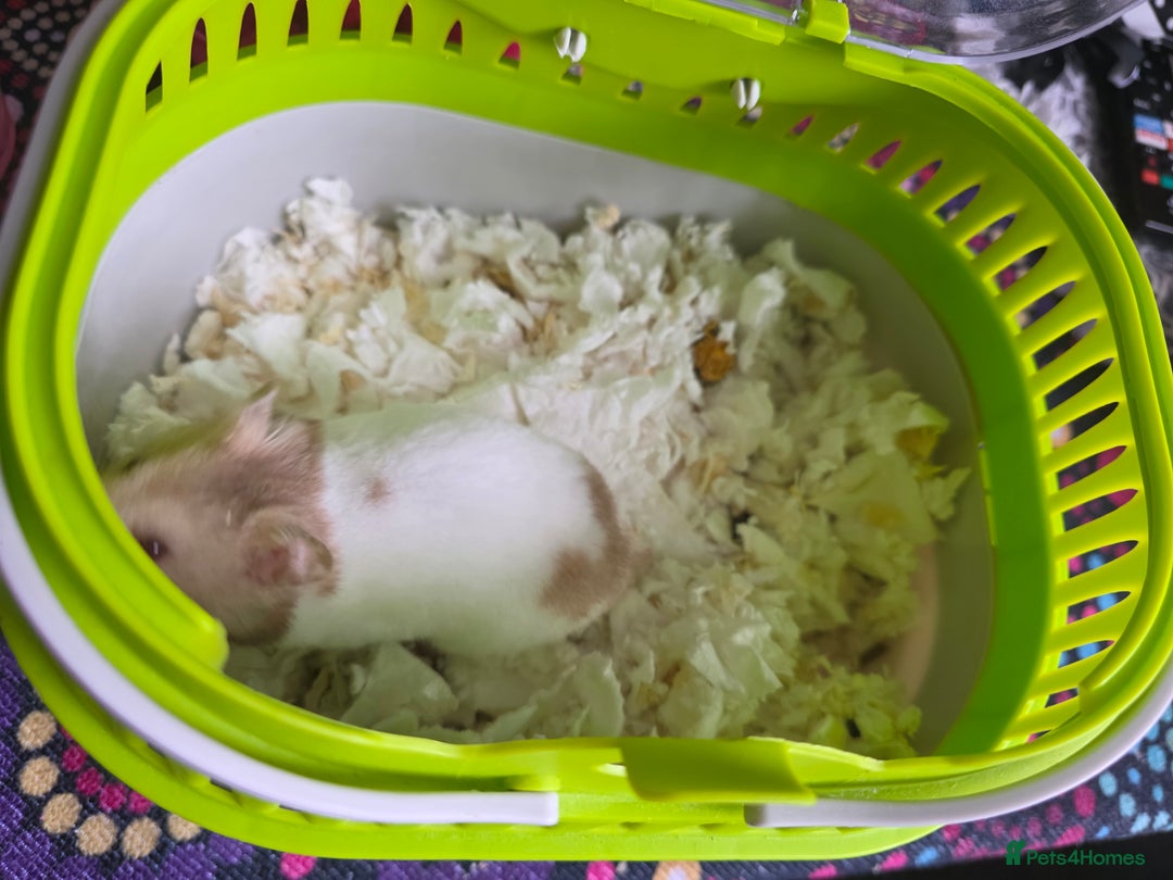 Hamster rodents for sale: Mixes Hamster Syrian in Thornton Heath - Image 10