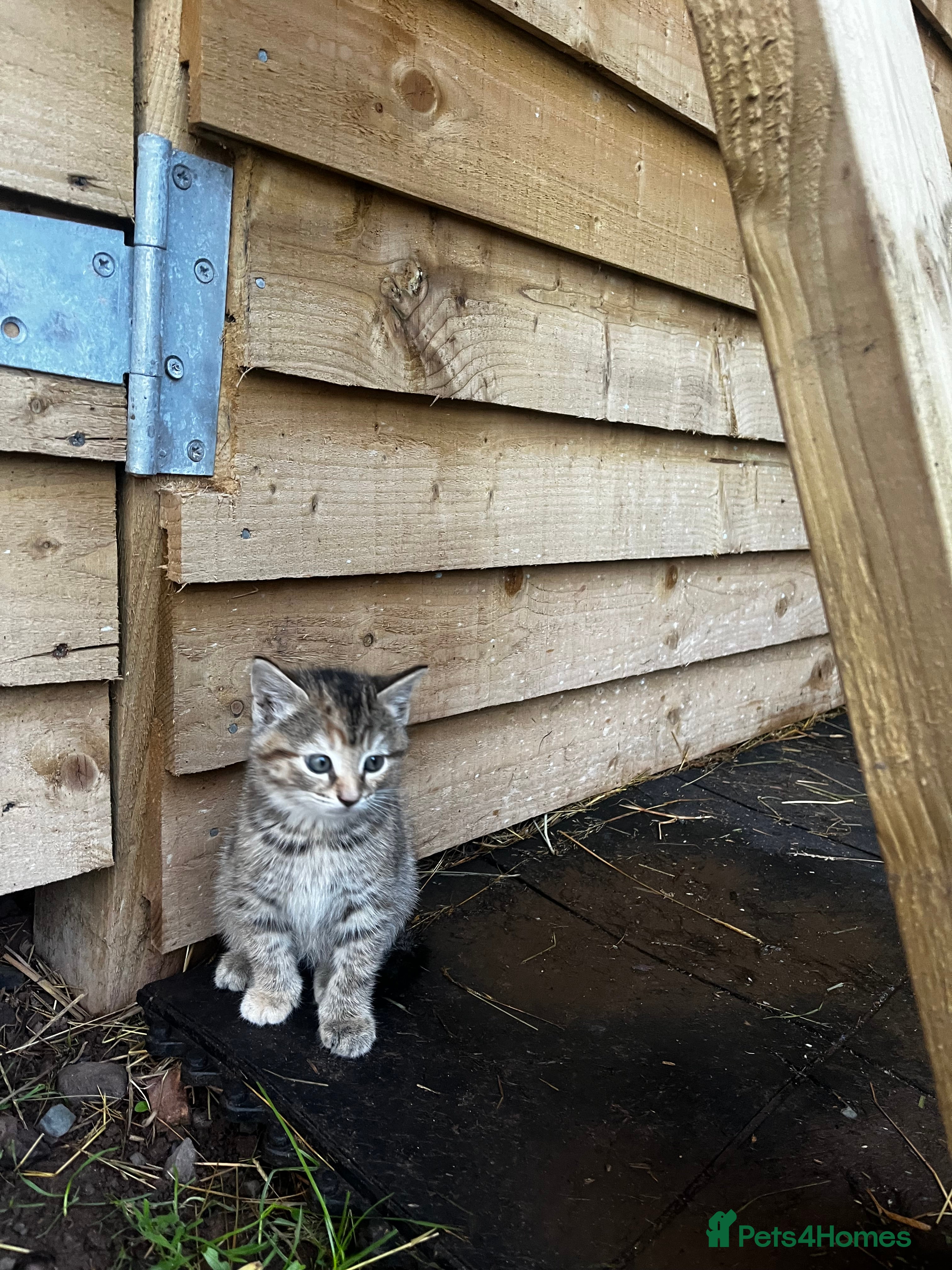 Mixed Breed cats Mixed coloured kittens looking for new homes!  - Advert 15