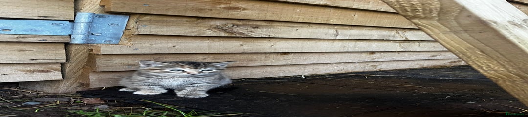 Mixed Breed Kitten 6