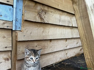 Mixed Breed cats - Advert 20