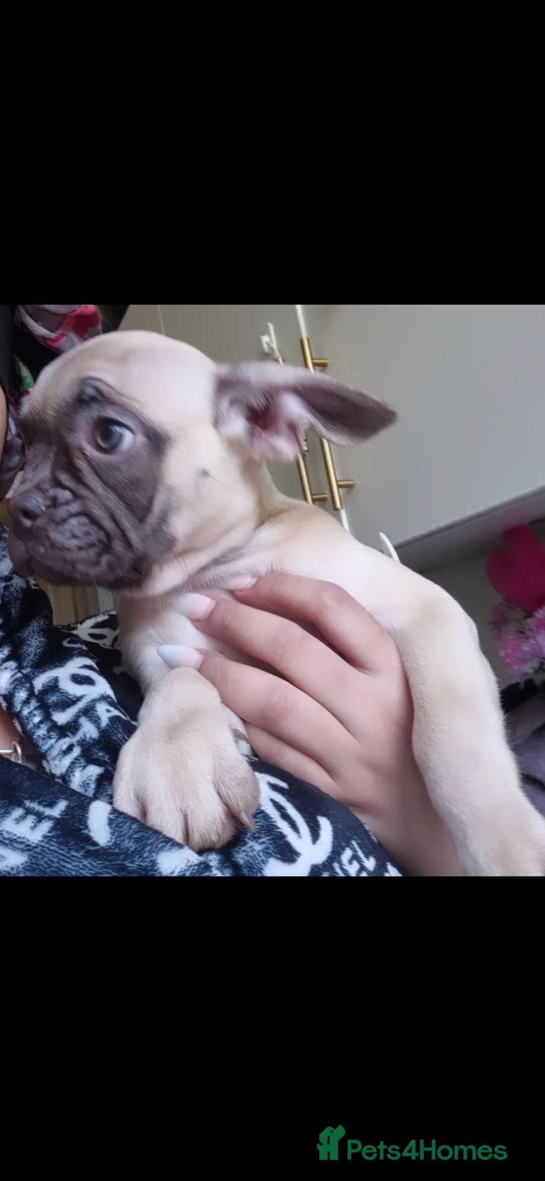 French Bulldog dogs for sale: Stunning litter of frenchies  - Advert 1