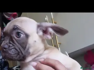 French Bulldog dogs Stunning litter of frenchies - Advert 7