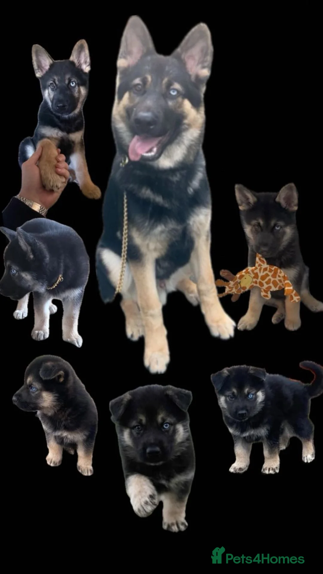 Mixed Breed dogs for sale: King (German shepherd cross Alaskan malamute) in Edinburgh - Advert 2