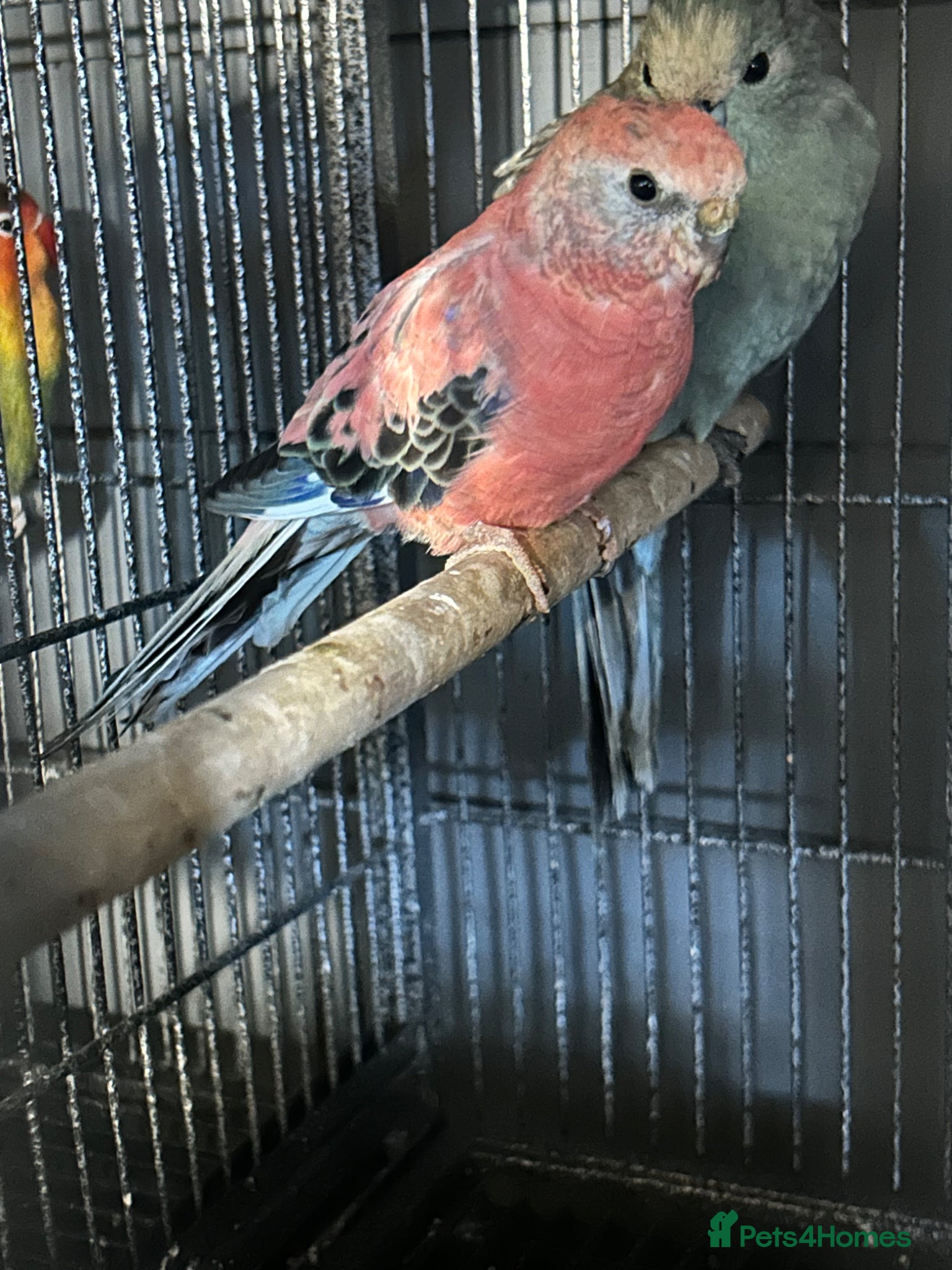Parakeets birds Rosy Bourke (female) - Advert 2