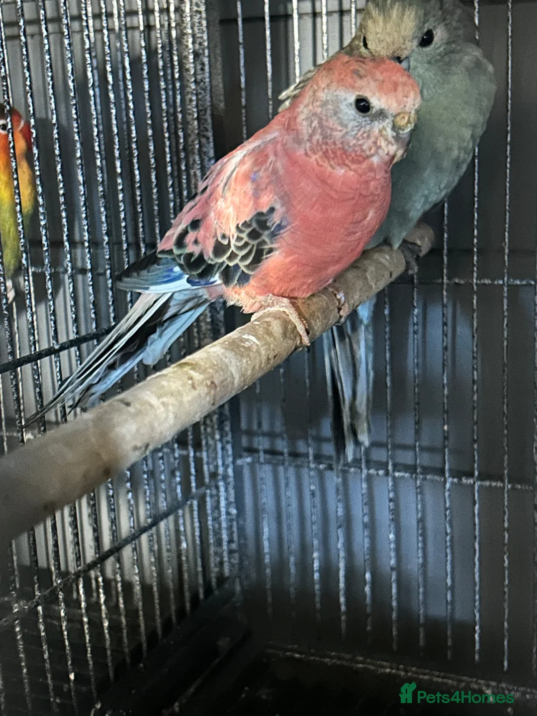 Parakeets birds for sale: Rosy Bourke (female) - Advert 1