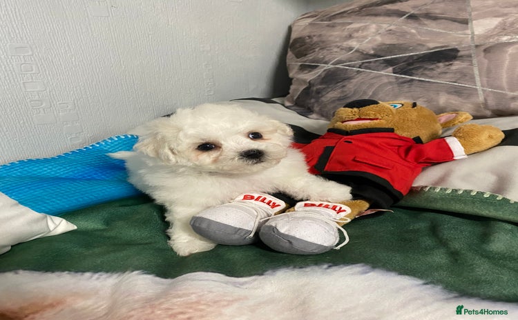 Bichon Frise dogs - Advert 5