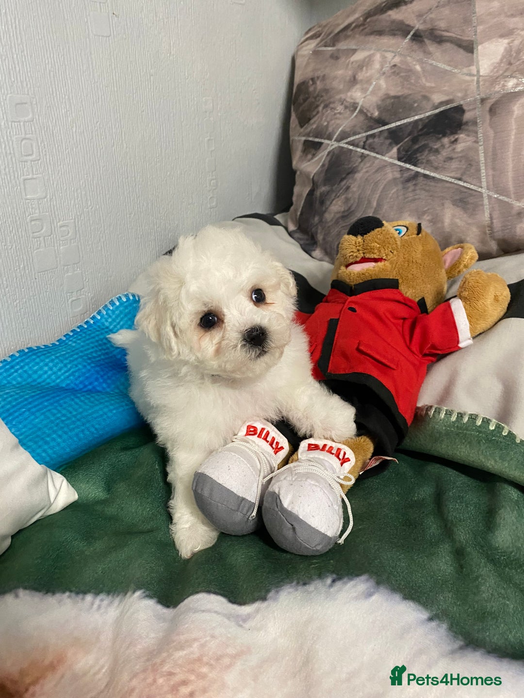 Bichon Frise dogs for sale: Beautiful Bichon Frise Puppies - Image 1