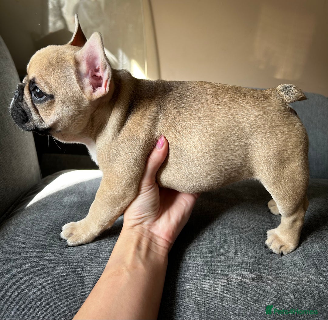 French Bulldog dogs for sale: KC, standard colours French Bulldog puppies🐾 - Image 22