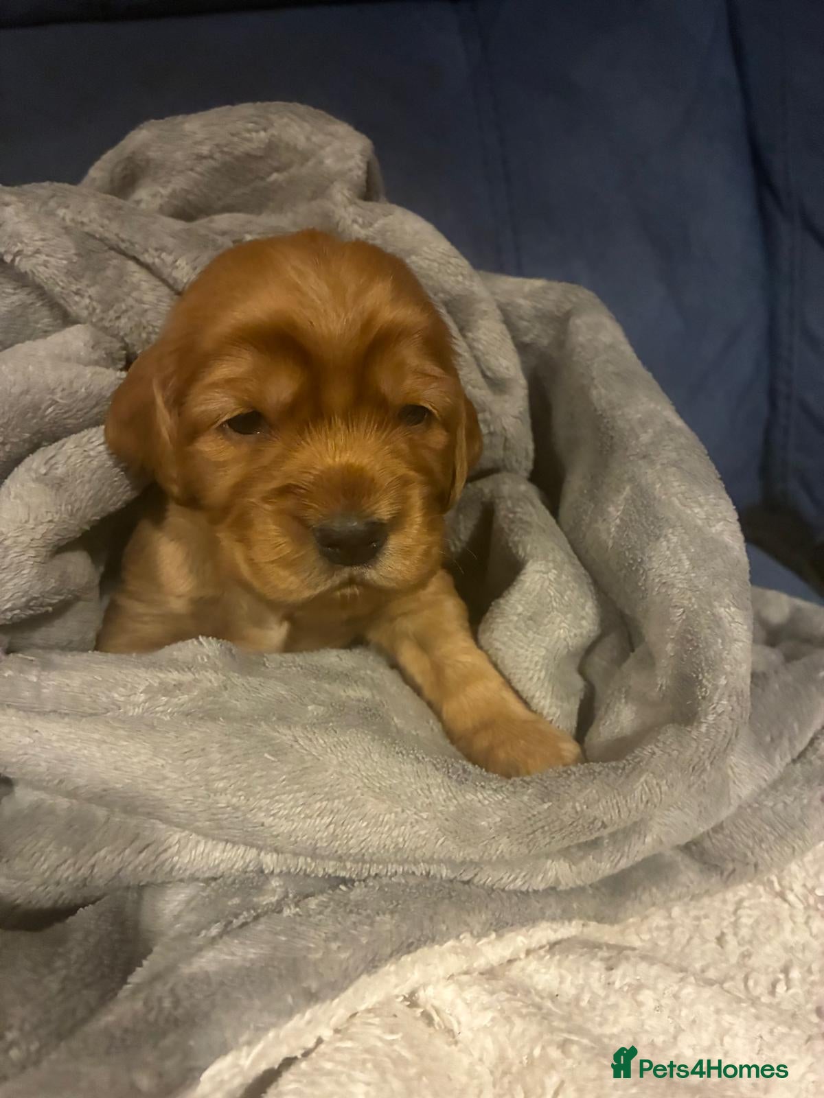 Cocker Spaniel dogs litter of 6 show cocker spaniel puppies  - Advert 1