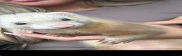 Ferret rodents for sale: Female ferret - Advert 1