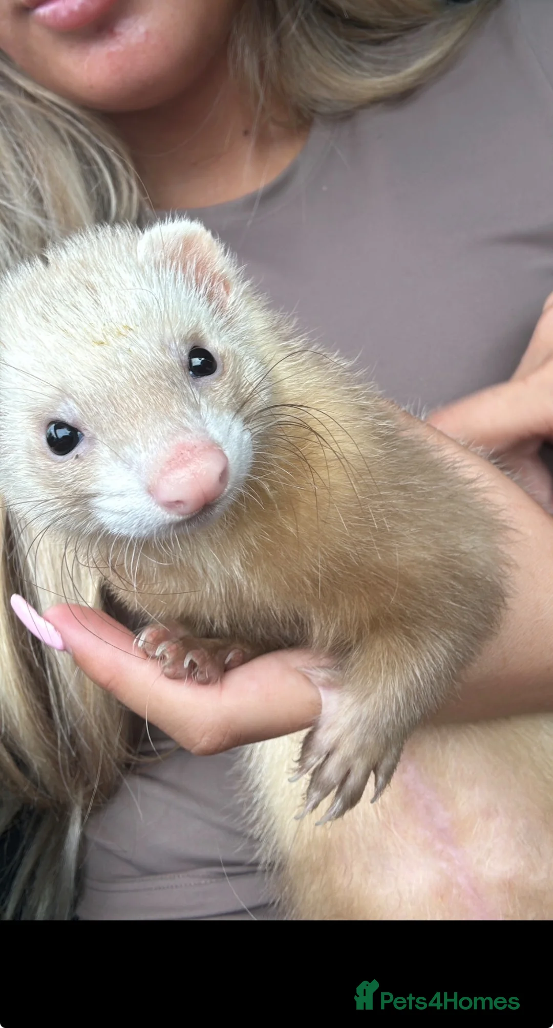 Ferret rodents for sale: Female ferret - Advert 1