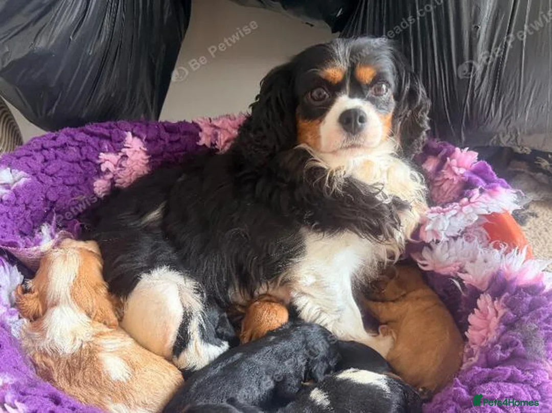 Cavalier King Charles Spaniel dogs for sale:  Exceptional Cavalier King Charles Puppies in Dudley - Advert 2