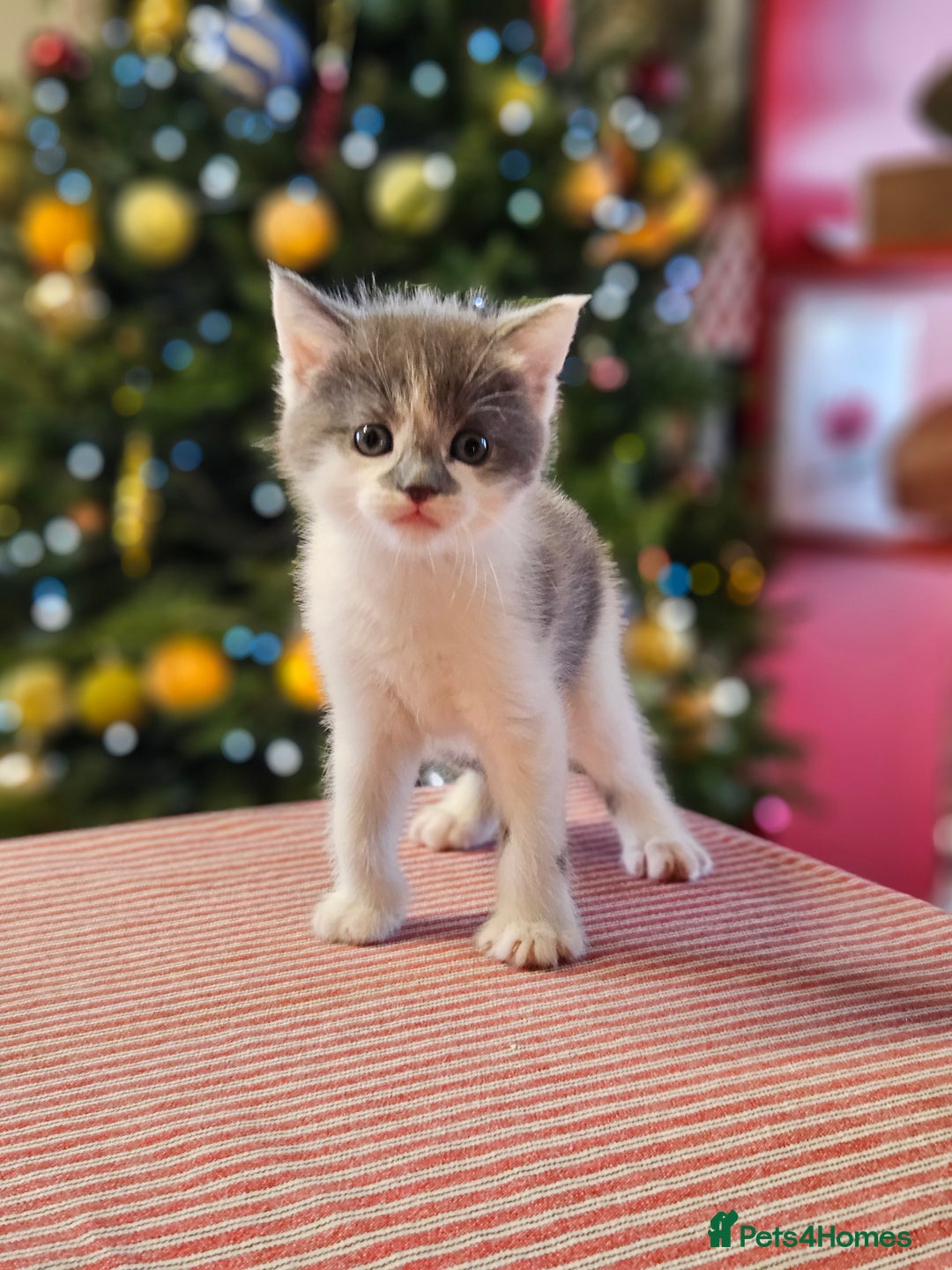 Maine Coon cats for sale: Adorable Maine Coon cross litter for sale - Advert 16