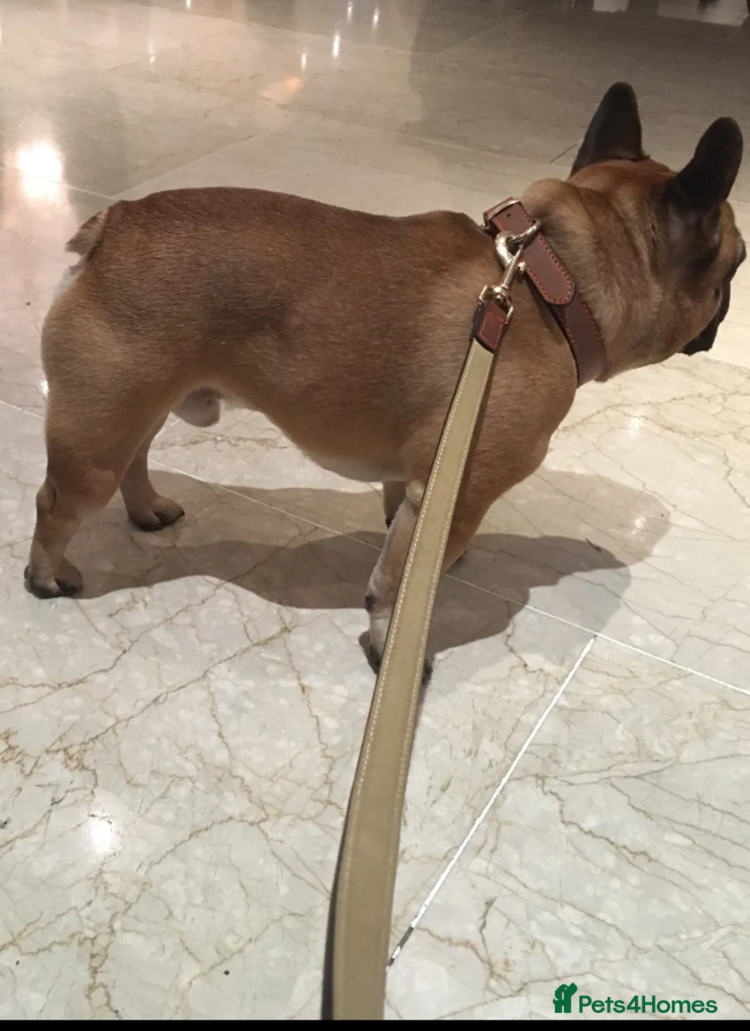 French Bulldog dogs for stud: Henri show winning red fawn stud  - Advert 9