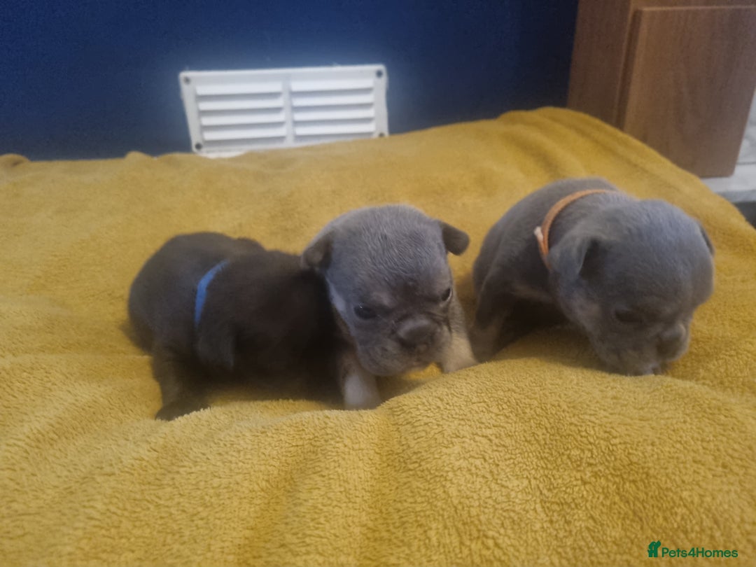 Mixed Breed dogs for sale: French/english bulldog puppys - Image 3