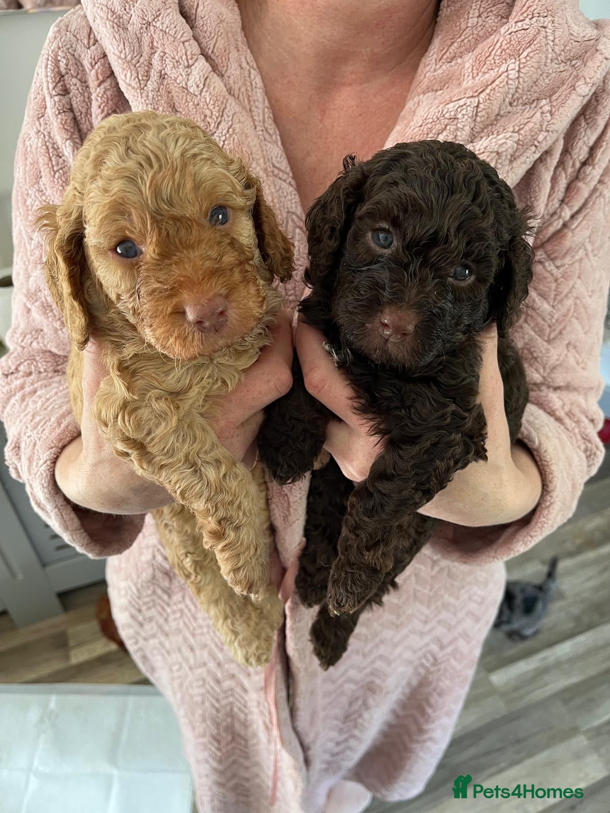 Cockapoo dogs Beautiful merle Cockapoo puppies  - Advert 11