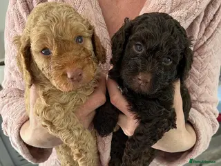 Cockapoo dogs Beautiful merle Cockapoo puppies - Advert 13