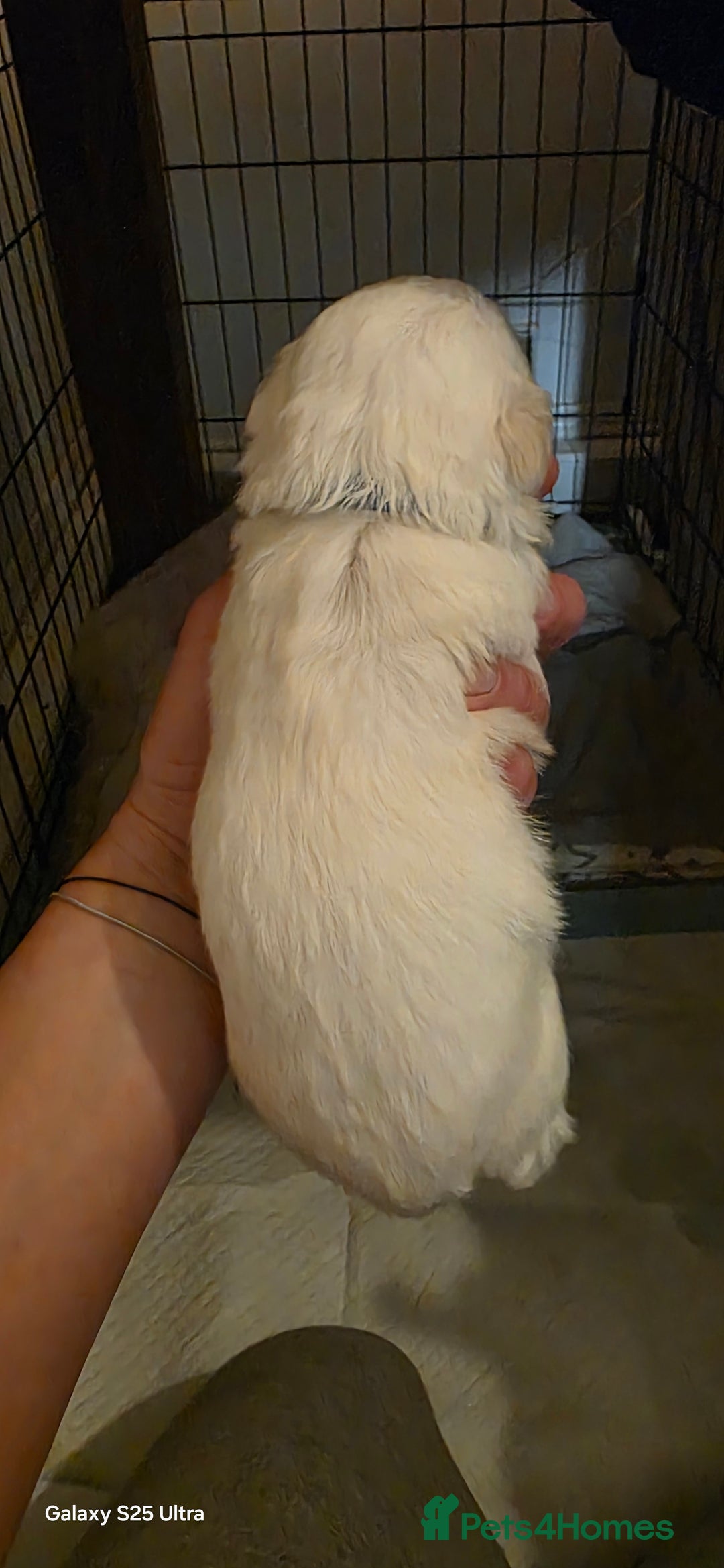 Maltese dogs for sale: Puppy maltese - Image 10