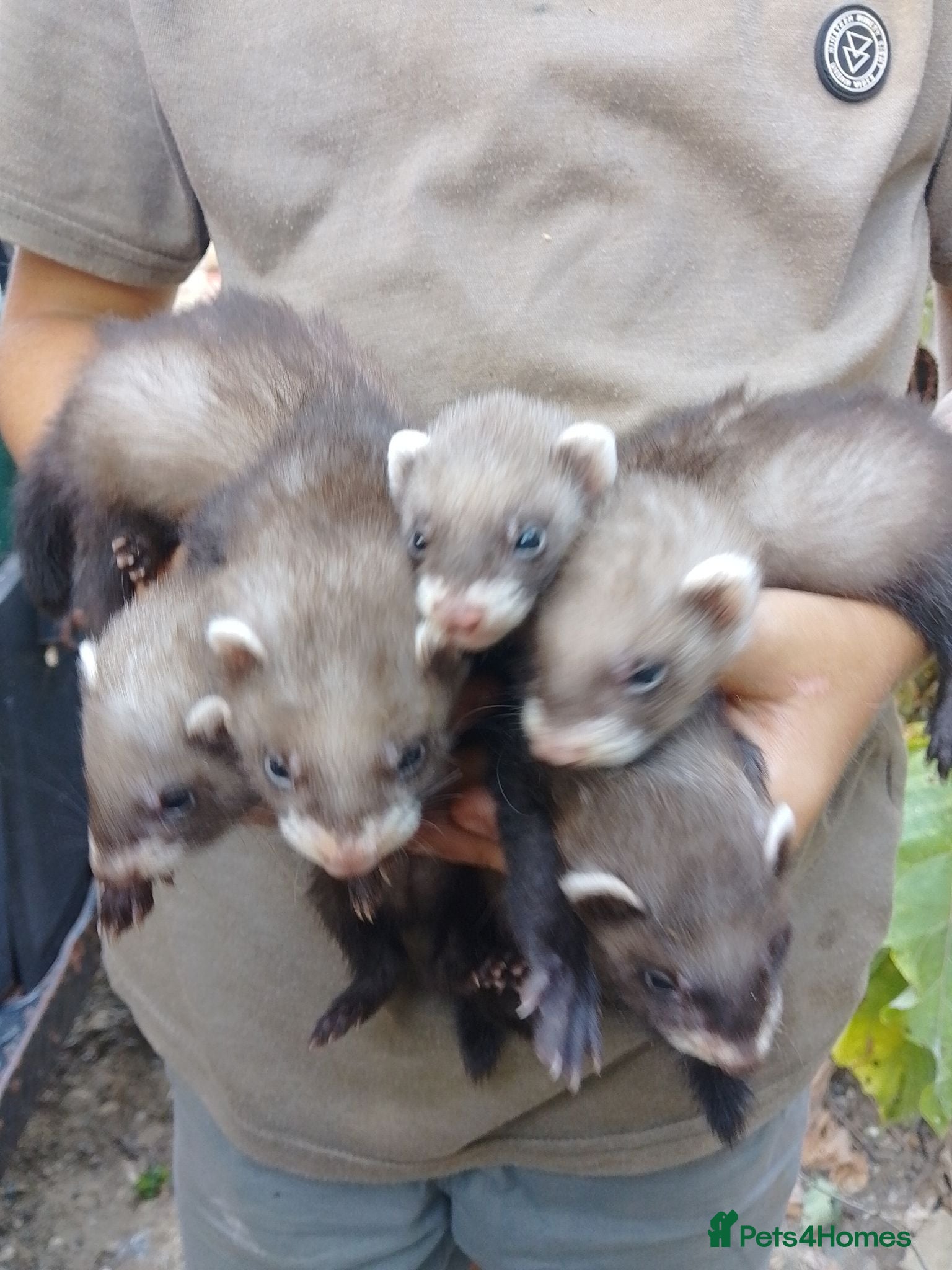 Ferret rodents European polecat cross albino - Advert 1