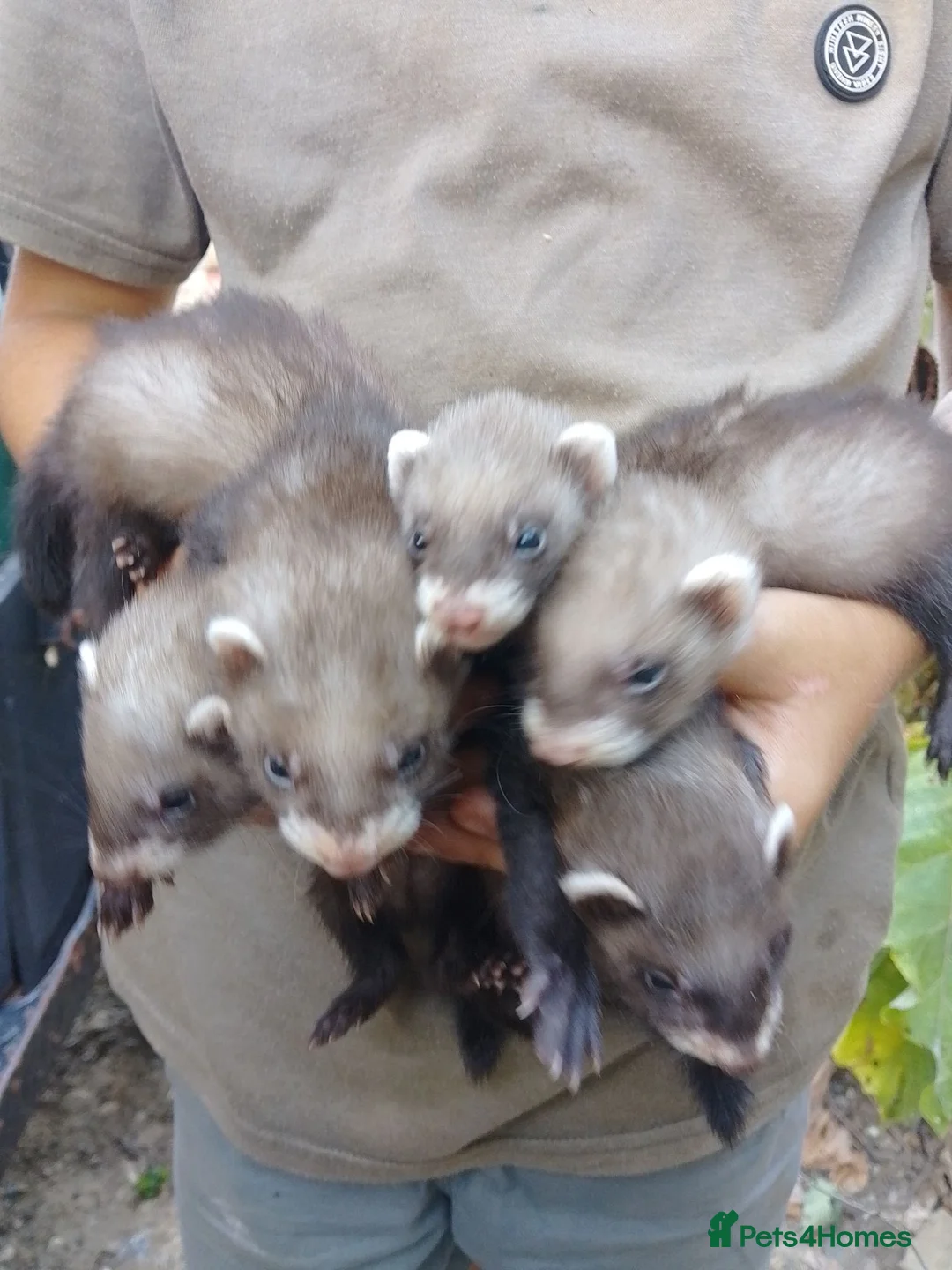 Ferret rodents for sale: European polecat cross albino in Tonbridge - Advert 1
