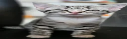 Mixed Breed cats for sale: 🐱 Bengal × Siamese Kittens for Sale 🐱 - Advert 5
