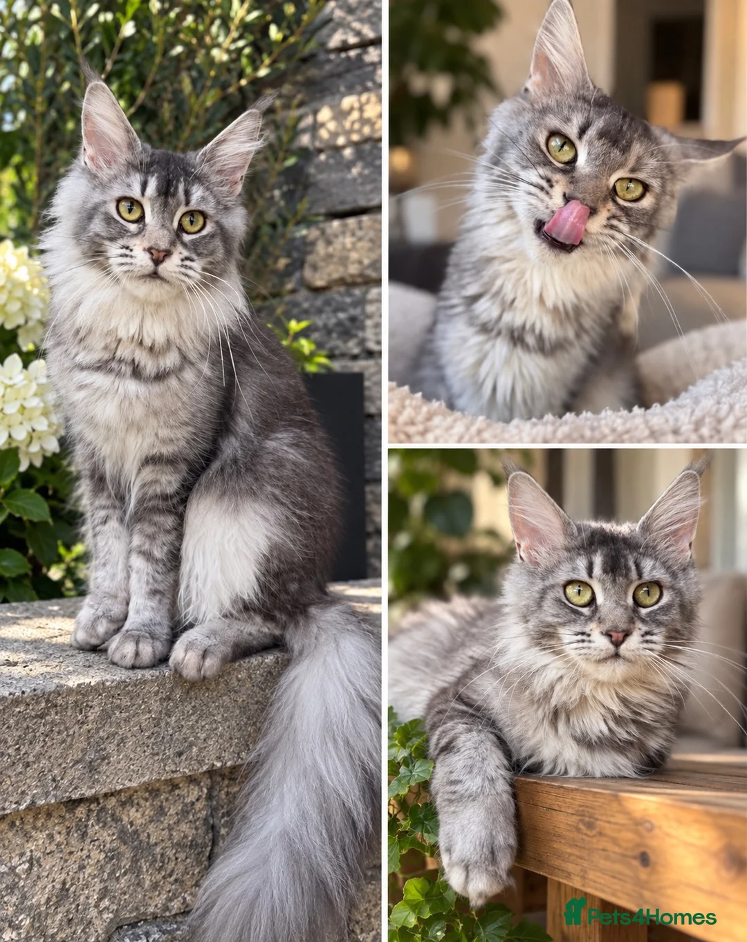 Maine Coon cats for sale: Beautiful Baby Maine Coon Kittens - Advert 1
