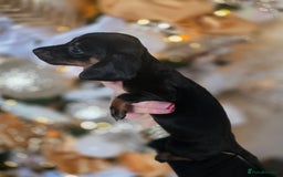 Dachshund dogs for sale: Daschund puppies - Advert 10