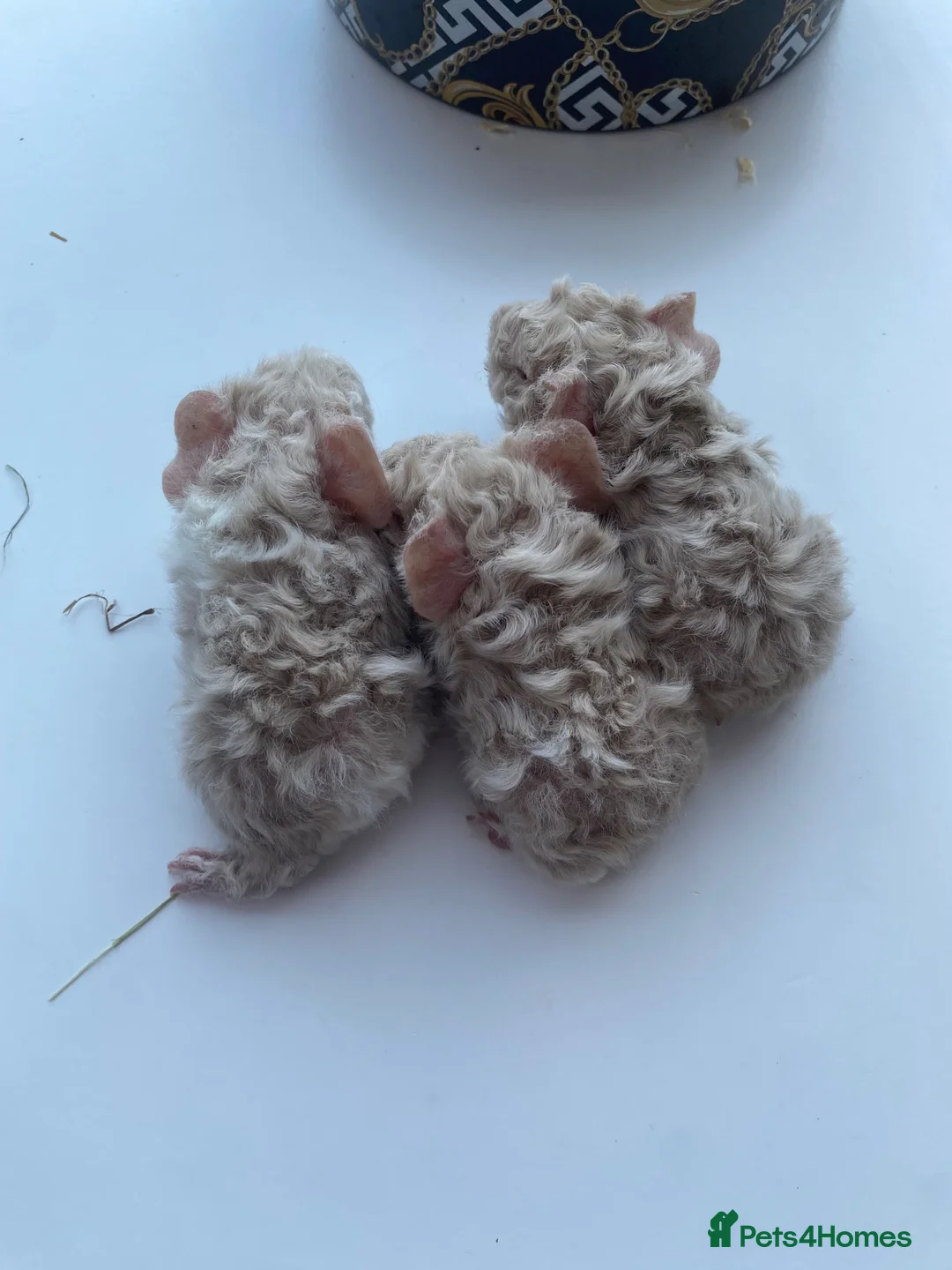 Guinea Pig rodents for sale: lunkarya female guinea pigs  in Malton - Advert 9