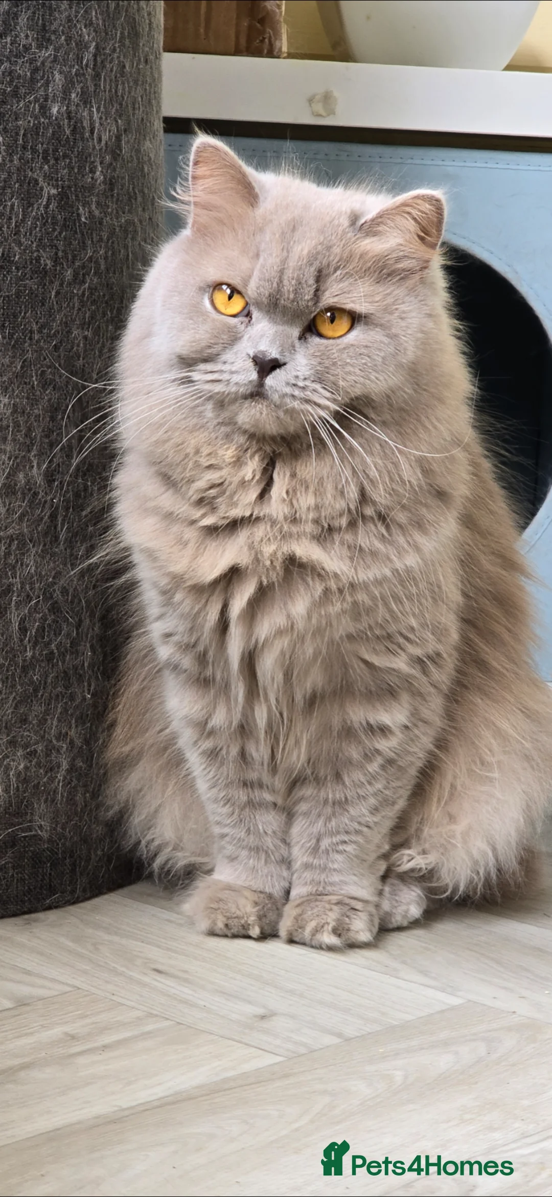 British Shorthair cats for sale: GCCF British Shorthair & British Longhair Girls - Advert 9