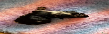Miniature Dachshund Puppy 3