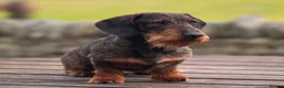 Dachshund dogs for sale:  KC Reg Wire-Haired Dachshund (Teckel) Puppies - Advert 9